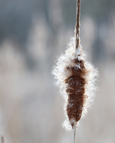 cat tail releasing seeds in a marsh