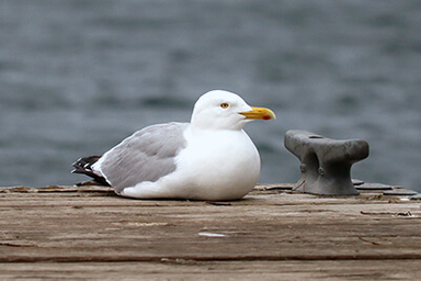gull resting on the end of a dock