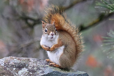 red squirrel sitting on a rock