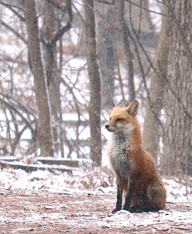 red fox sitting in the snowy wind