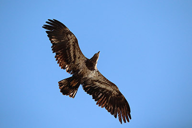 soaring eagle from underneath