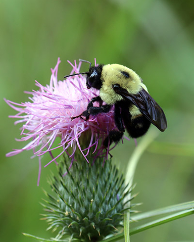 bee on flower